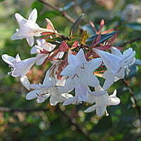 Botanical Name: Abelia Species Common Name(s): Glossy Abelia Categories: Shrubs and Perennials