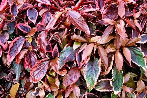 Acalypha amentacea foliage