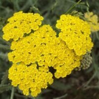 Achillea filipendulina