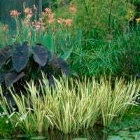 Acorus calamus 'Variegatus' used in water garden