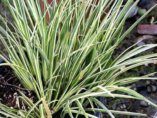 Acorus calamus ‘Variegatus’