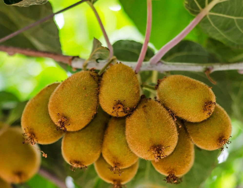Actinidia chinensis