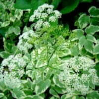 Aegopodium podagragra 'Variegatum' flower