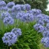 Agapanthus praecox