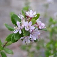Agathosma ovata 'Kluitjieskraal'