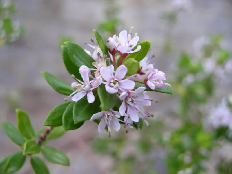 Agathosma ovata 'Kluitjieskraal'