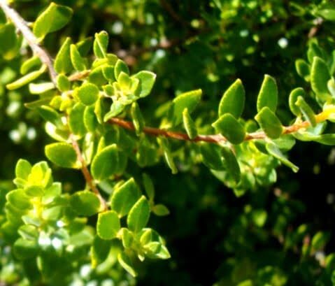 Agathosma ovata foliage