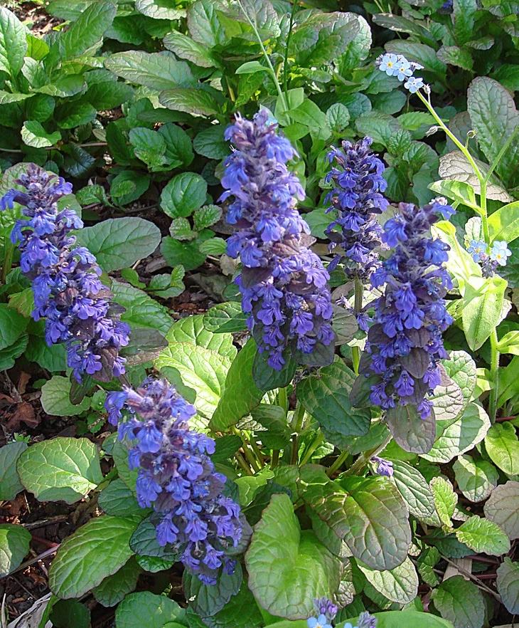 Ajuga reptans