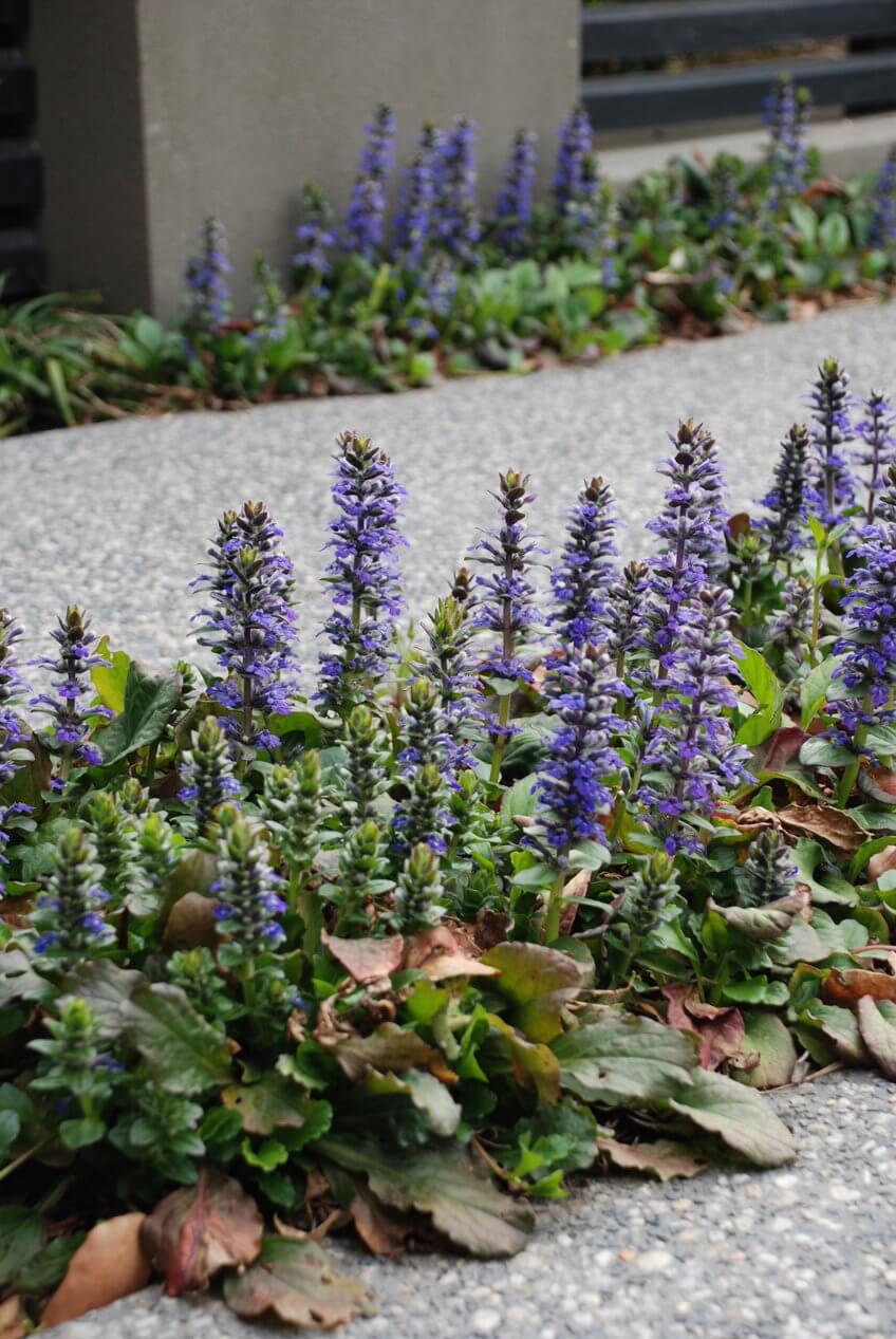 Ajuga Reptans Black Scallop PBR & TM (Ajuga Reptans Black Scallop ...