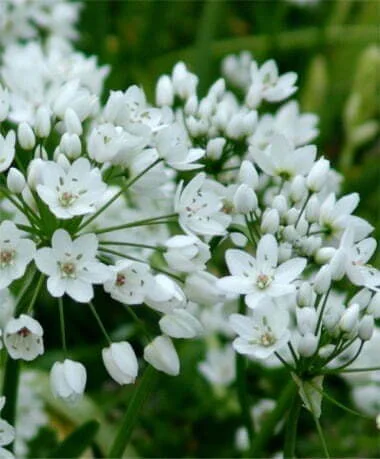 Allium neapolitanum