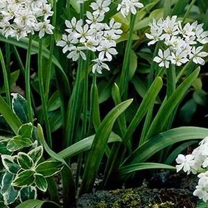Allium neapolitanum