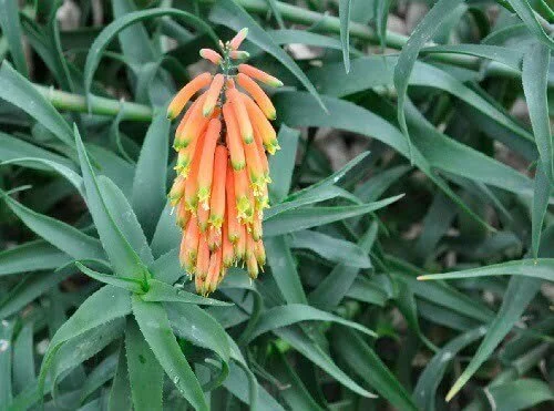 Aloe ciliaris