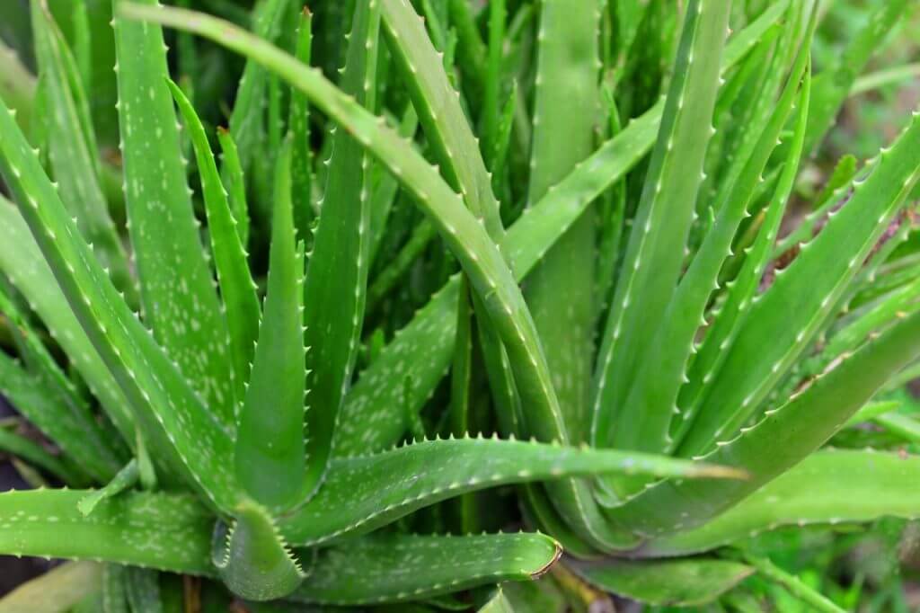 Aloe vera (Aloe vera) - Plantinfo