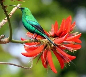 |cup saucer bird feeder with seed|Fork-tailed Drongo in thorn tree