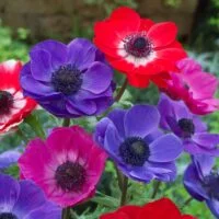 Anemone coronaria x hybrids