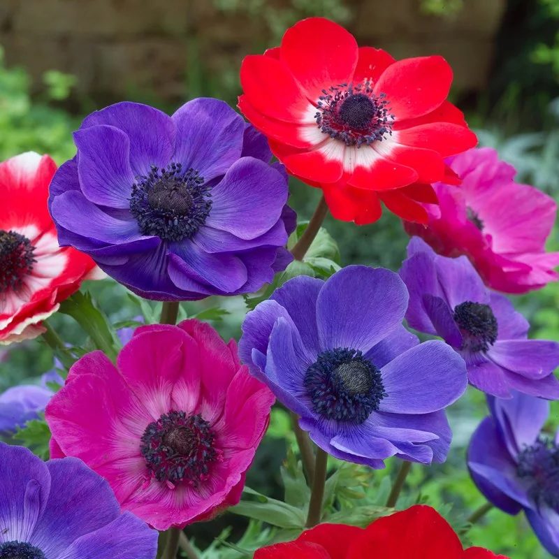 Anemone coronaria x hybrids