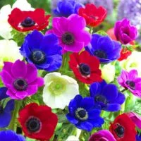 Anemone coronaria x hybrids