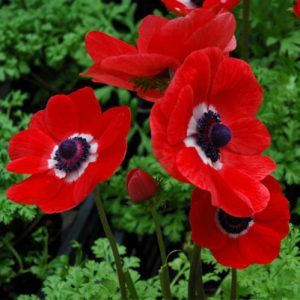 Anemones||freesias||Iris bulb|||