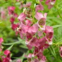 Angelonia angustifolia Angelface Pink Improved PBR
