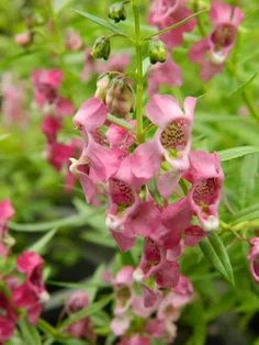 Angelonia angustifolia Angelface Pink Improved PBR