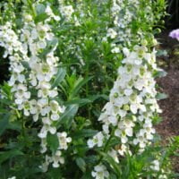 Angelonia angustifolia Angelface White Improved PBR