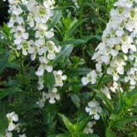 Angelonia angustifolia Angelface White Improved PBR