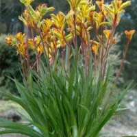 Anigozanthos flavidus