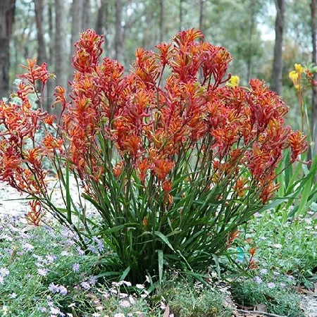 Anigozanthos flavidus additional