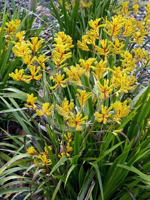 Anigozanthos-yellow-gem