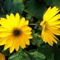 Arctotis Safari Dawn PBR