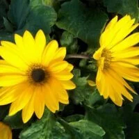 Arctotis Safari Dawn PBR