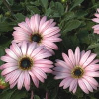 Arctotis Safari Mist PBR