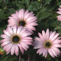 Arctotis Safari Mist PBR