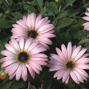 Arctotis Safari Mist PBR