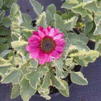 Arctotis Safari Sunset PBR