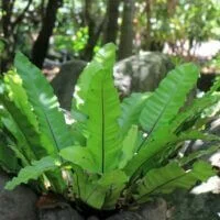Asplenium nidus