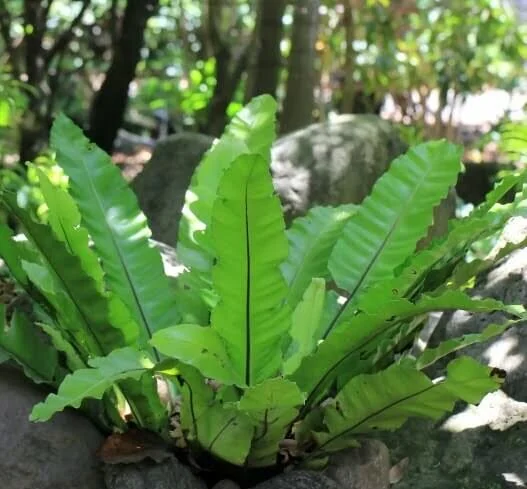 Asplenium nidus