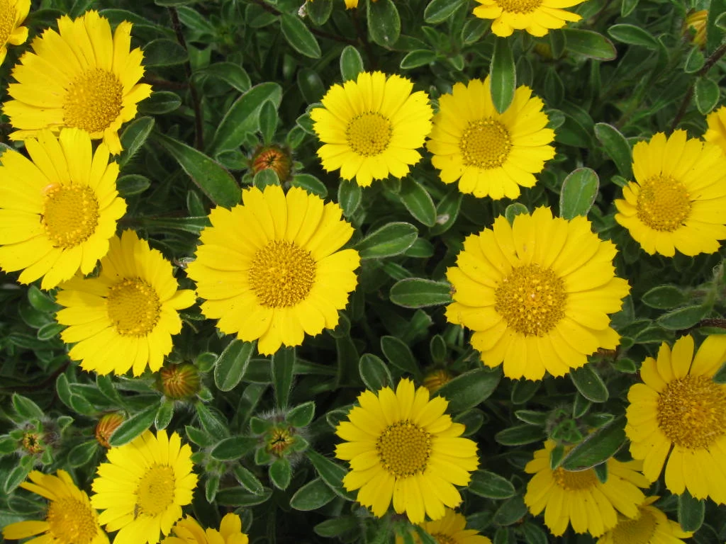 Asteriscus maritimus 'Gold Coin'