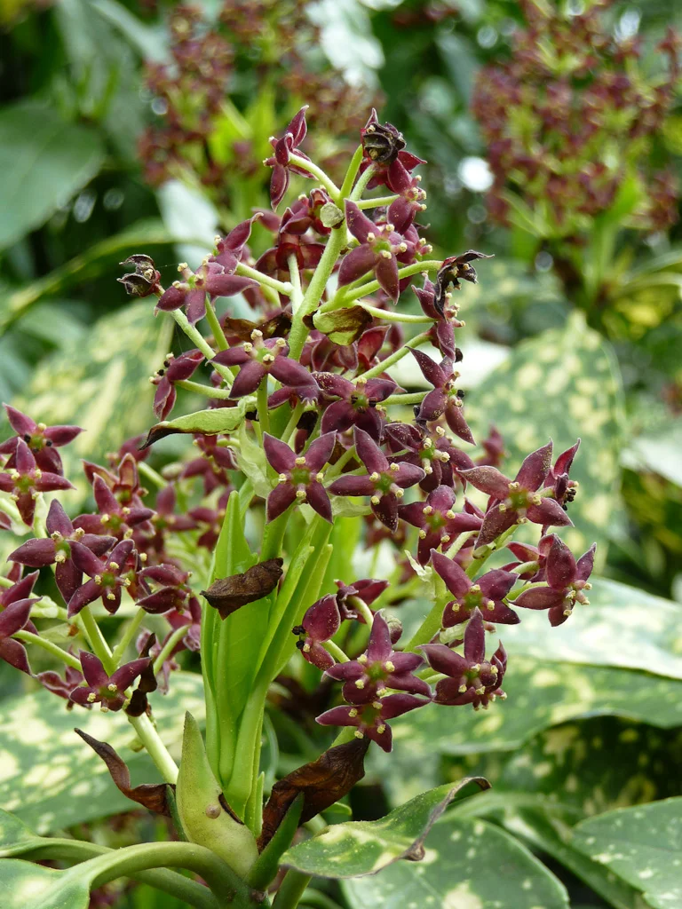Aucuba japonica ‘Crotonifolia’ flower