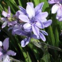 Babiana stricta x hybrids