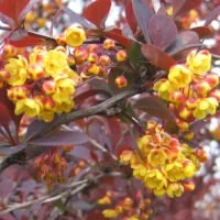 Berberis x ottawensis Superba