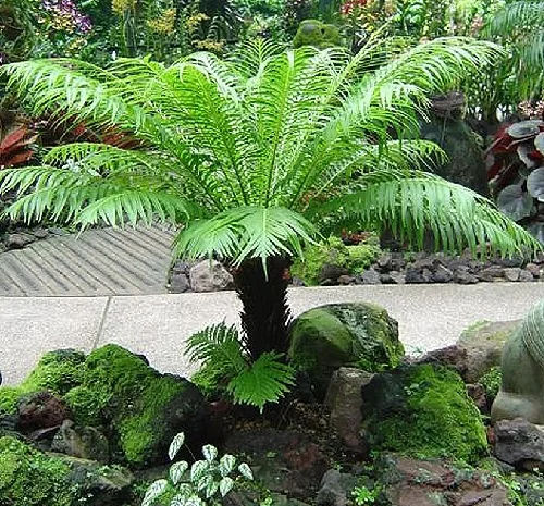 Blechnum gibbum full grown