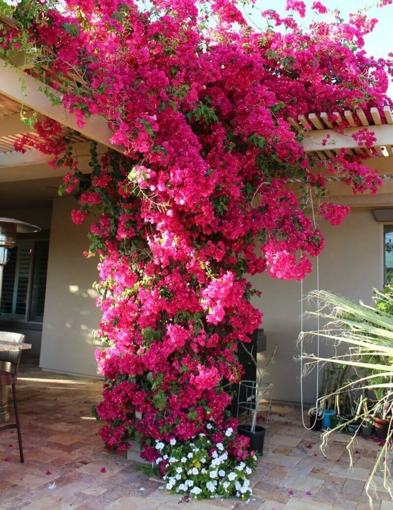 Bougainvillea cultivars