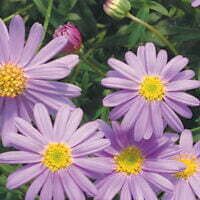 Brachycome Pacific  Breeze PBR