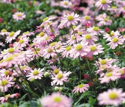 Brachycome Pacific  Island PBR