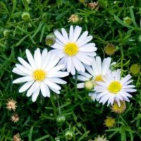 Brachycome Pacific  Tide PBR