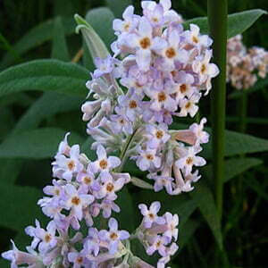 Buddleja Salvifolia