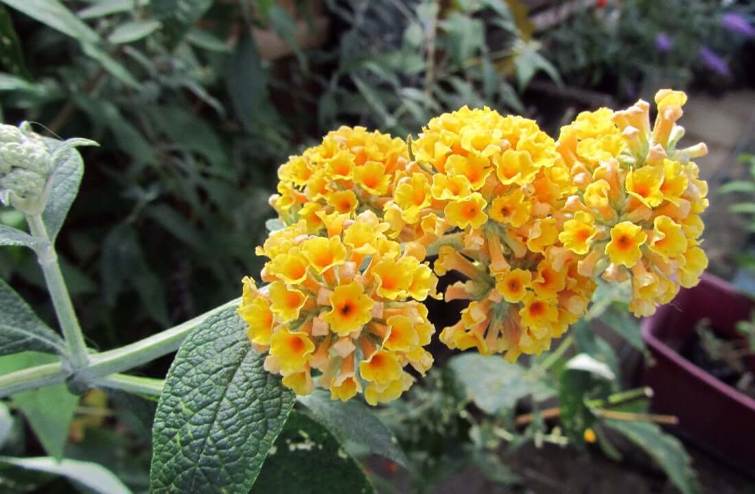 Buddleja x weyeriana ‘Sungold’ flower