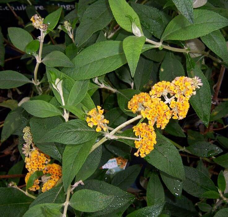 Buddleja x weyeriana ‘Sungold’ foliage
