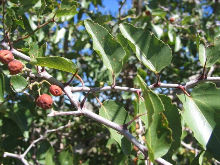 Ziziphus Mucronata Buffalo Thorn Plantinfo Ziziphus Mucronata Buffalo Thorn Plantinfo